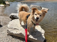 Ollie - Photo 1