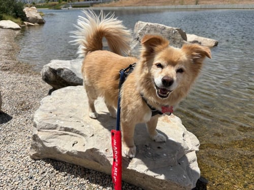OLLIE - Chihuahua / Pomeranian available for adoption