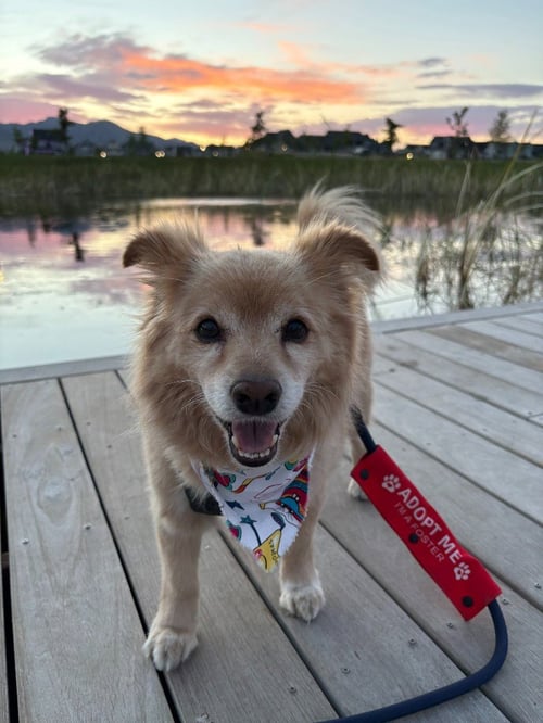 OLLIE - Chihuahua / Pomeranian available for adoption
