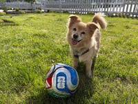 Ollie - Photo 3