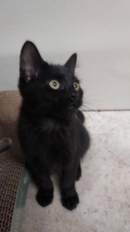 MARCUS - Domestic Short Hair available for adoption
