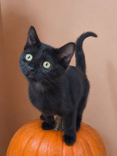 MARCUS - Domestic Short Hair available for adoption