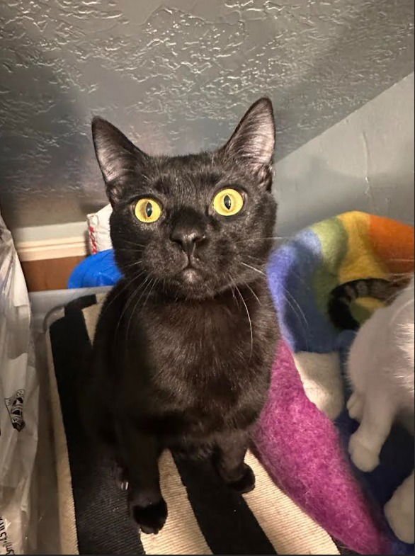 LUTHER - Domestic Short Hair available for adoption