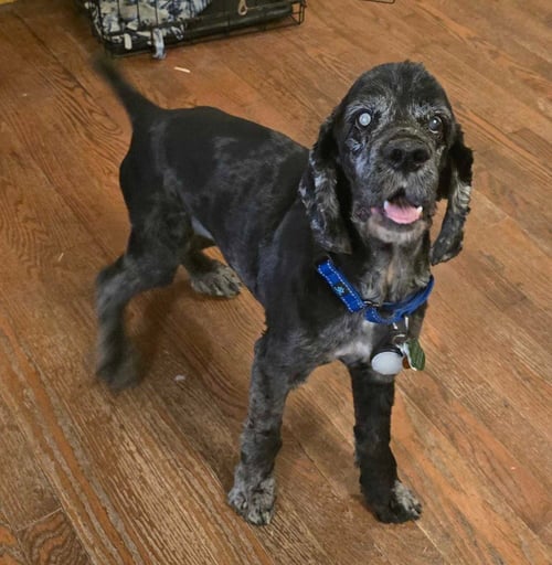 BRUNO PUNTZ JONES - Cocker Spaniel for adoption in Salt Lake City