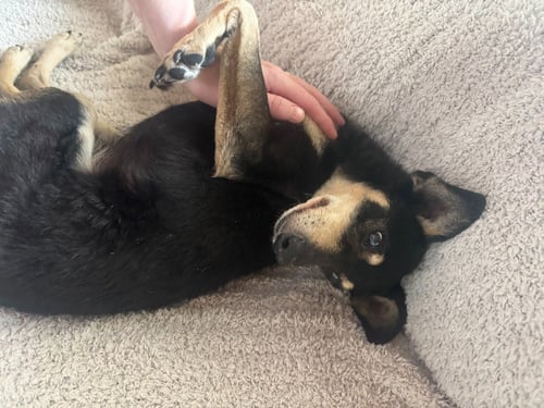 BOLT - Miniature Pinscher available for adoption