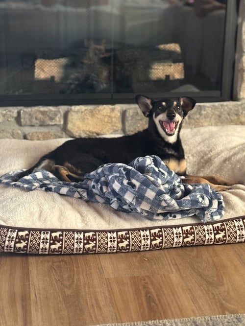 BOLT - Miniature Pinscher available for adoption