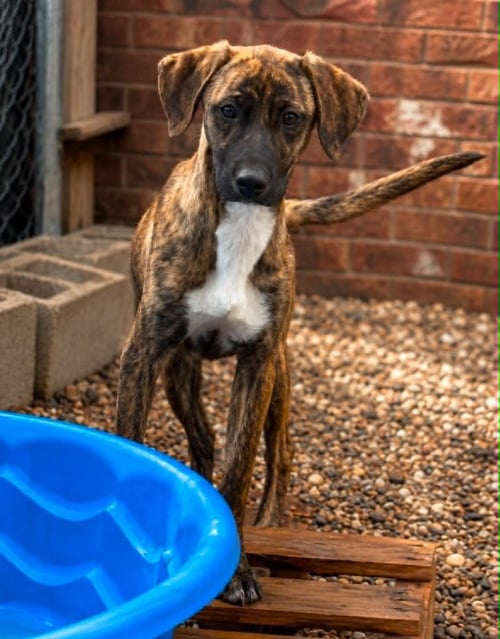 TUMNUS - Hound / Boxer for adoption in Salt Lake City