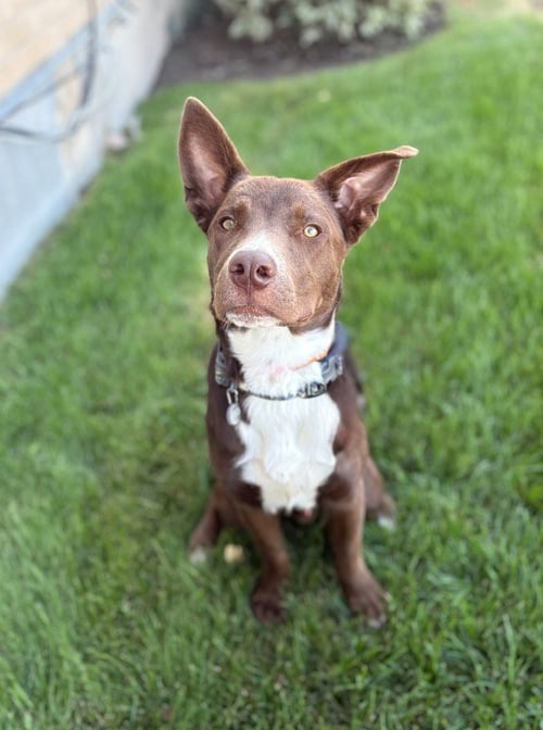 STANLEY - Border Collie available for adoption