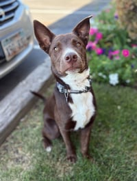 Stanley - Photo 1