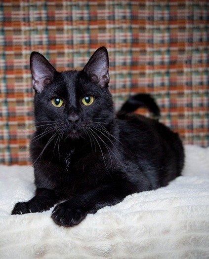 SHAKEY BAKEY - Domestic Short Hair available for adoption