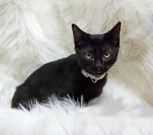 TANNER - Domestic Short Hair available for adoption