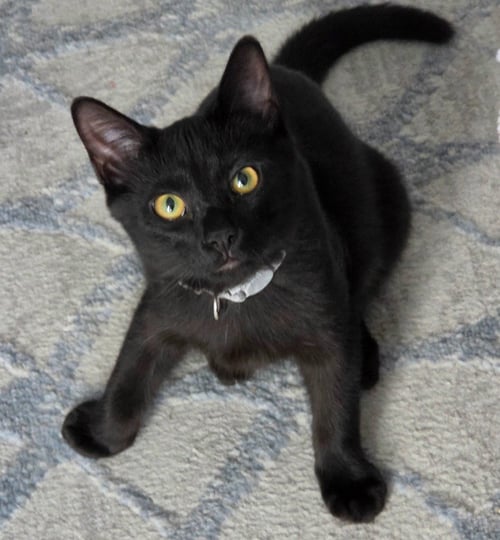 TANNER - Domestic Short Hair available for adoption