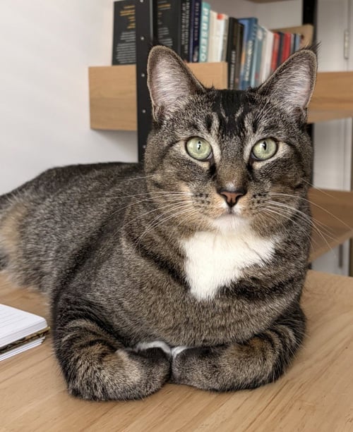 WALTER - Domestic Short Hair available for adoption
