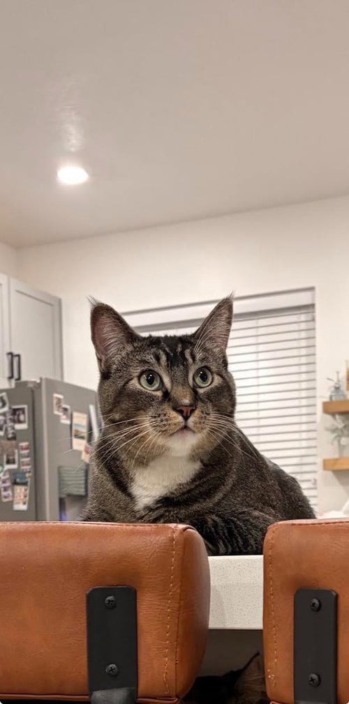 WALTER - Domestic Short Hair available for adoption
