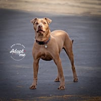 Trooper - Photo 1