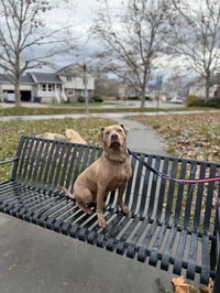 Trooper - Photo 2