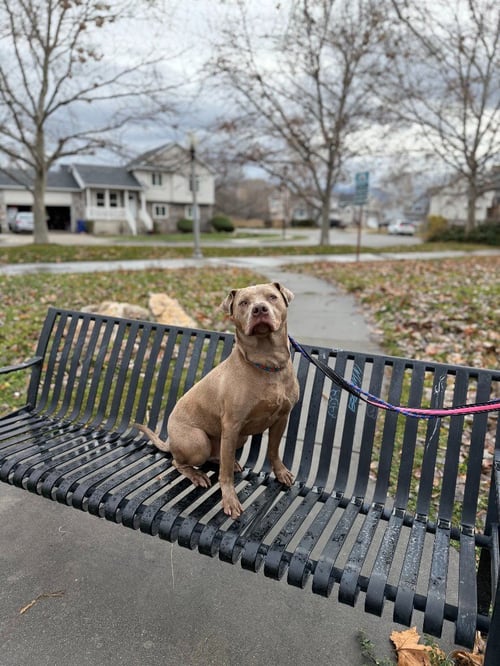 TROOPER - Pit Bull Terrier / Weimaraner available for adoption