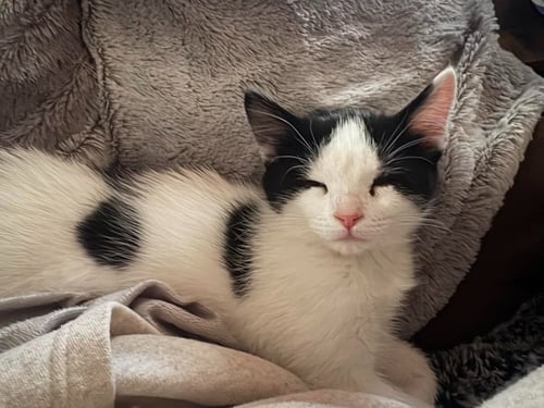 MISAKI - Domestic Short Hair available for adoption