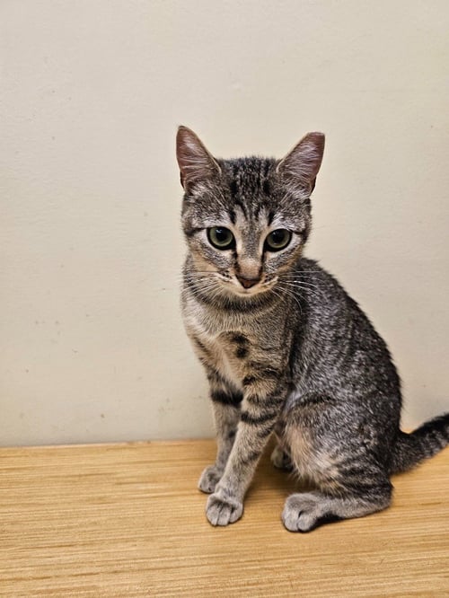 GRETEL - Domestic Short Hair available for adoption