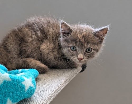 DIPPY - Domestic Long Hair available for adoption