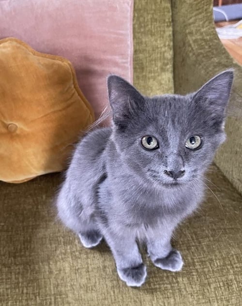 DIPPY - Domestic Long Hair available for adoption