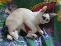 Razz - Photo 2
