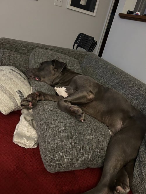 GRAVY - Pit Bull Terrier / American Bulldog available for adoption