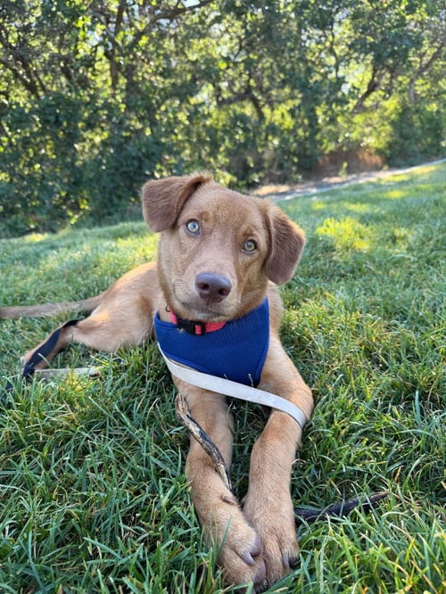 BOONE - Retriever for adoption in Salt Lake City