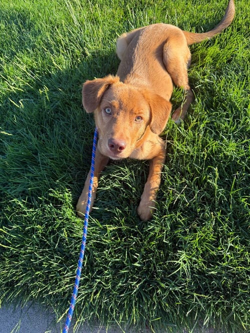 BOONE - Retriever available for adoption