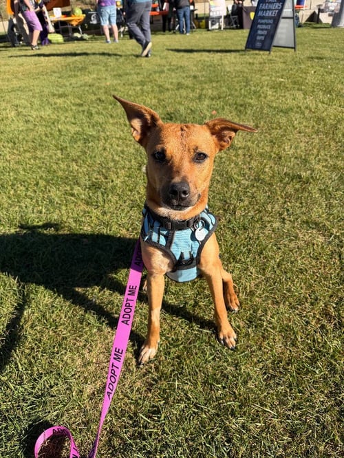 WINK - Chihuahua available for adoption