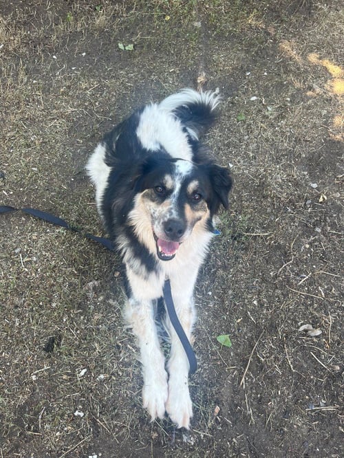 ELI - Border Collie / Australian Cattle Dog/Blue Heeler available for adoption