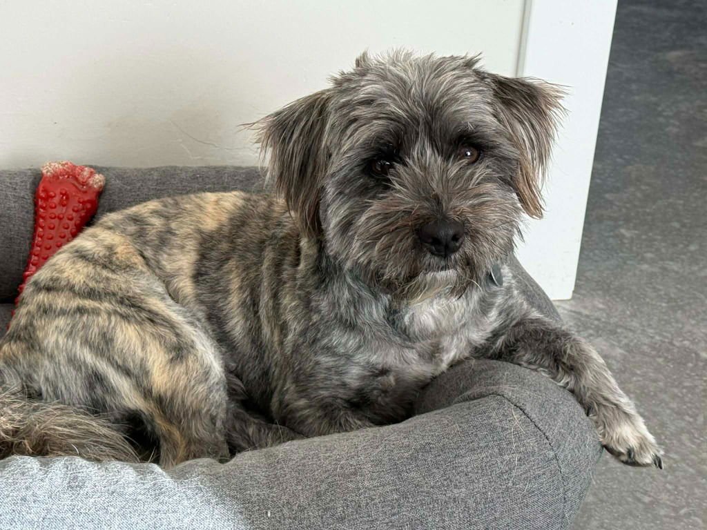 LOUIE - Shih Tzu available for adoption