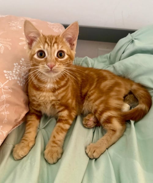 YETI - Domestic Short Hair available for adoption