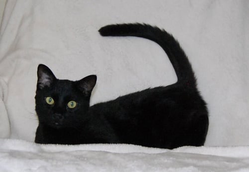 UNSTEADY EDDY - Domestic Short Hair available for adoption