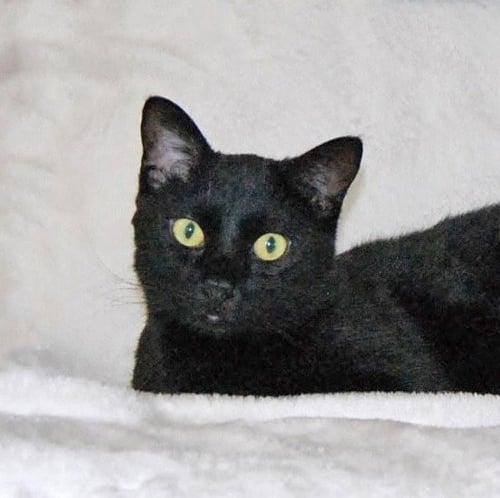 UNSTEADY EDDY - Domestic Short Hair available for adoption