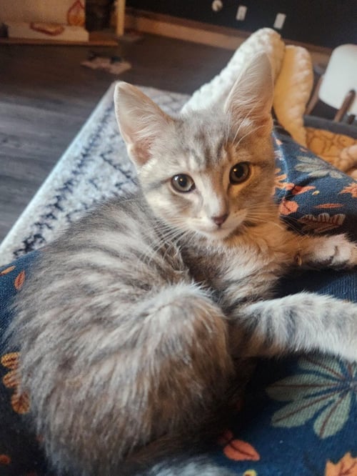 PRINCESS ROSE - Domestic Short Hair available for adoption