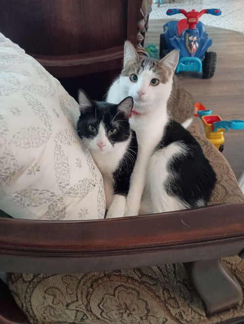 FRED - Domestic Short Hair available for adoption