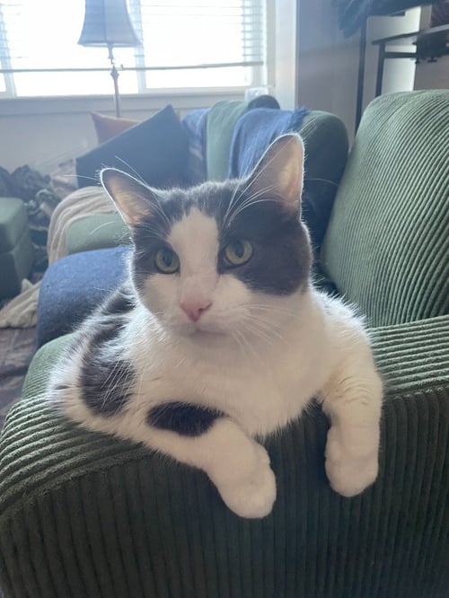 BUZZ - Domestic Short Hair available for adoption