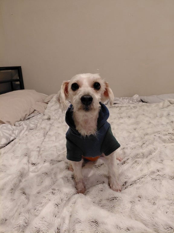 Max Image