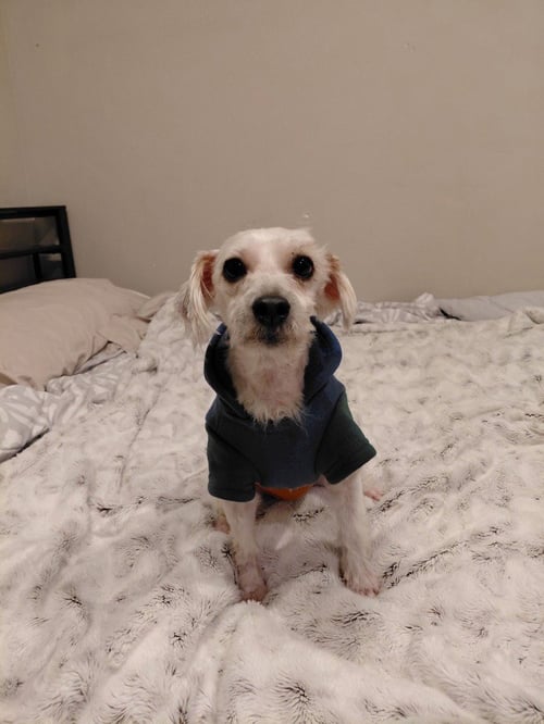 MAX - Terrier available for adoption