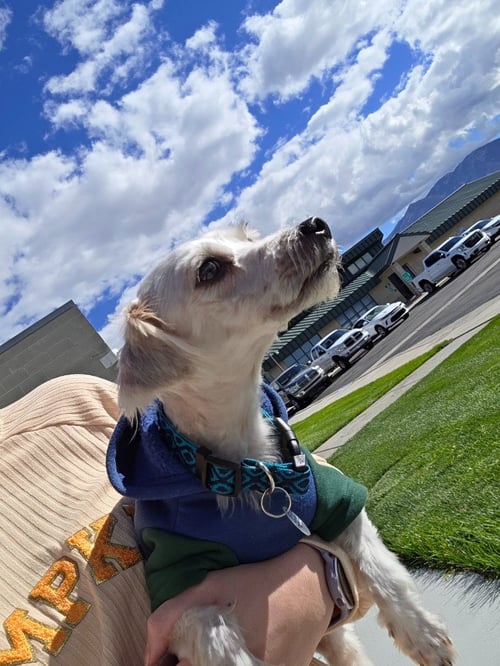 MAX - Terrier available for adoption