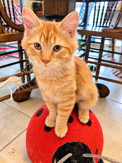 ORANGESICLE - Domestic Medium Hair available for adoption