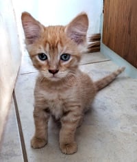 Orangesicle - Photo 3