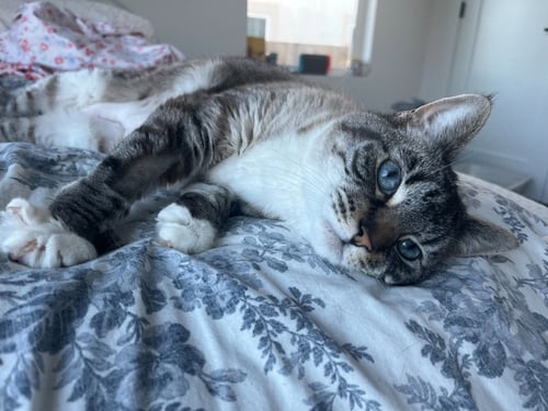 BEVERLY - Domestic Short Hair available for adoption