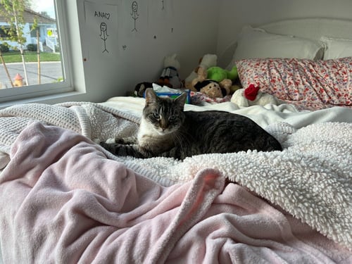 BEVERLY - Domestic Short Hair available for adoption