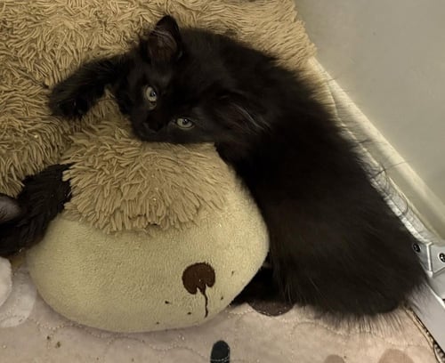SMOLDER - Domestic Long Hair available for adoption