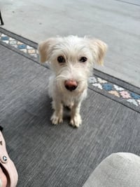 Zuko - Photo 1