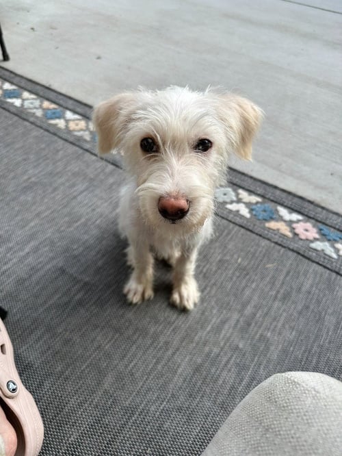 ZUKO - Terrier available for adoption
