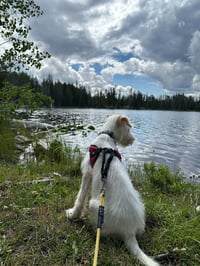 Zuko - Photo 3