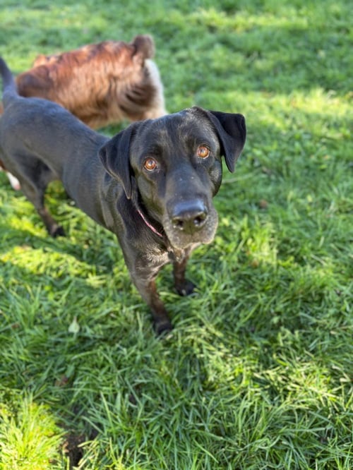 WINNIE - Labrador Retriever / Black Labrador Retriever available for adoption